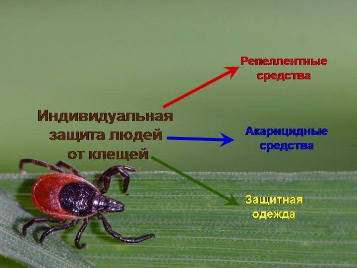 Как защититься от укусов клещей. Как защититься от укусов клещей.