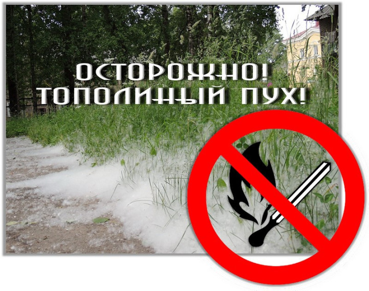 Тополиный пух – одна из основных причин пожаров. Тополиный пух – одна из основных причин пожаров.